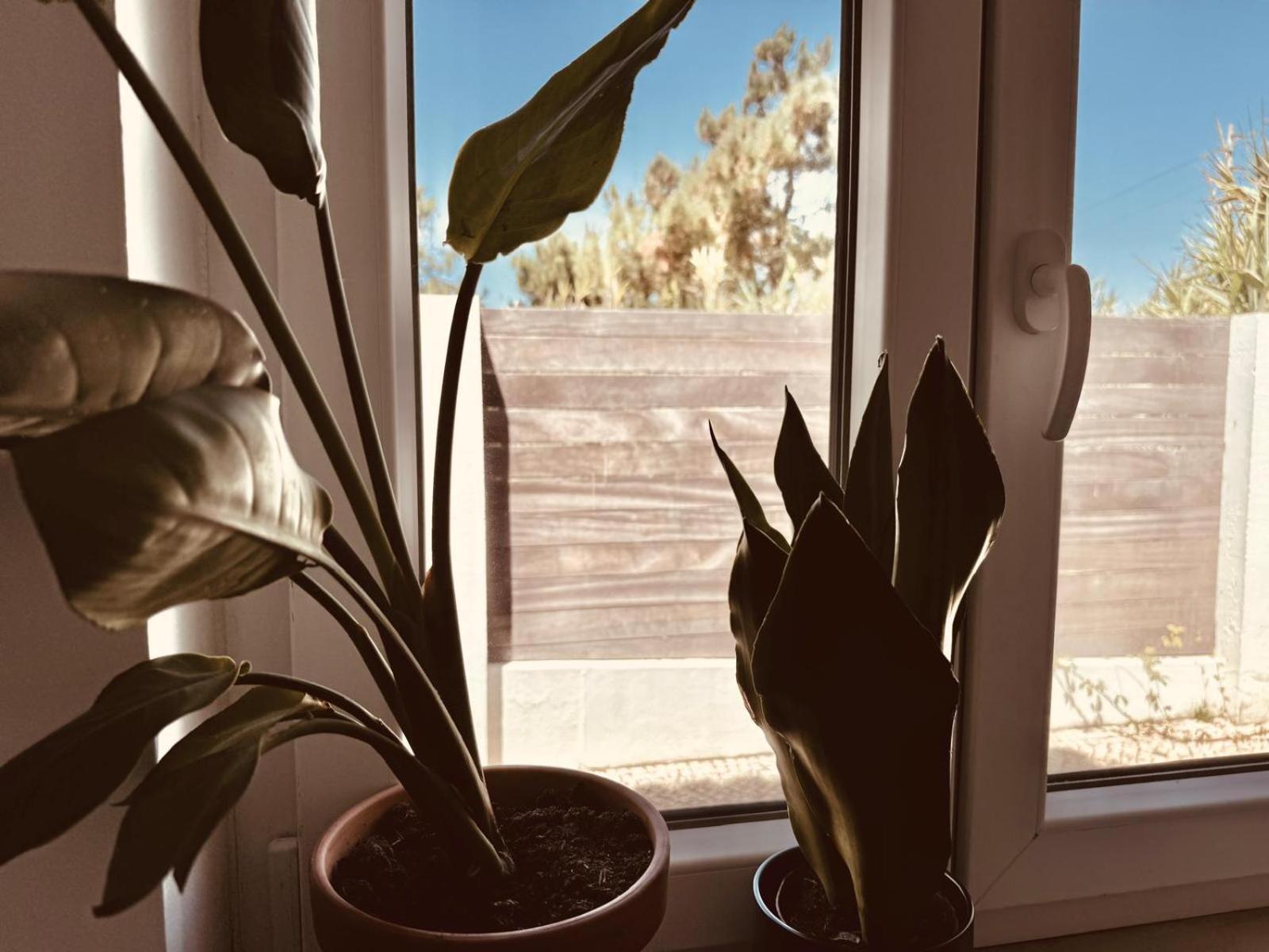 Saone Guesthouse & Coworking Ericeira Kültér fotó